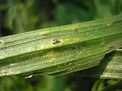 Vankya ornithogali sur Gagea lutea