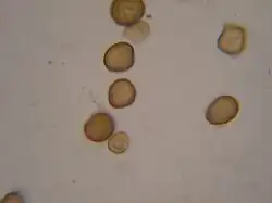 Spores de V. ornithogali