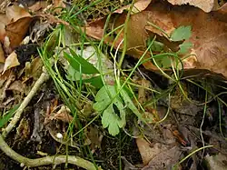 V. ornithogali sur Gagea spathacea