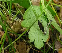 Photo d'une tige fendue laissant apparaître une masse poudreuse noirâtre.