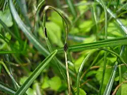 V. ornithogali sur Gagea villosa