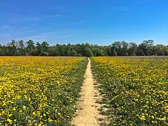 Parc central de Tikkurila.