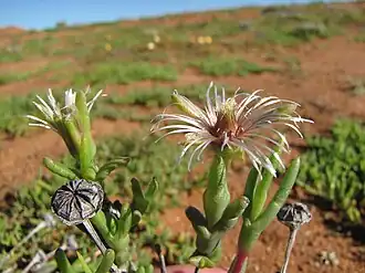 Description de l'image Vanzijlia annulata 15370756.jpg.