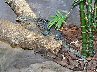 Description de l'image Varanidae Varanus caerulivirens 1.jpg.