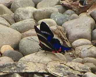 Description de cette image, également commentée ci-après