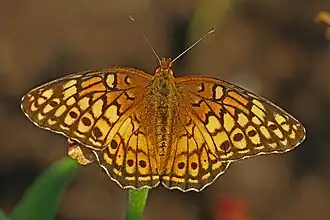 Euptoieta claudia