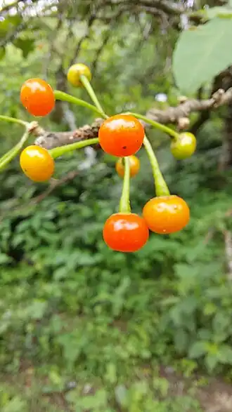 Description de l'image Vassobia breviflora 229001468.jpg.