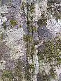 écorce avec des lichens