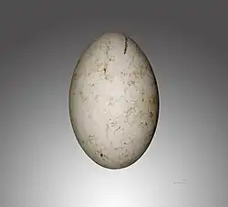 Gyps coprotheres - Muséum de Toulouse