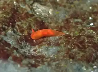 Vayssierea felis, un Okadaiidae.