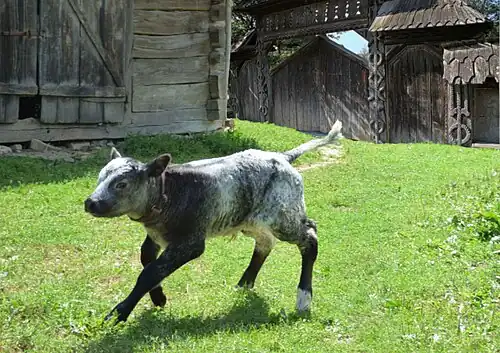 Veau des CarpatesMaramureș
