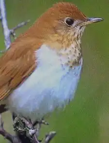 Description de l'image Veery23.jpg.