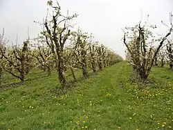 Photographie en couleurs de rangées d'arbres fruitiers en fleurs.