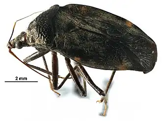 Description de cette image, également commentée ci-après