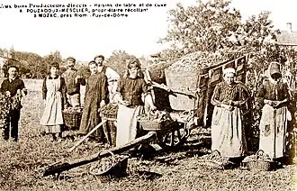 En 1910, vendanges dans le Puy-de-Dôme