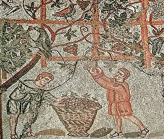 Vendange à Cherchell sur une vigne en pergola.