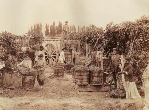 Vendanges sur hautains en Argentine au XIXe&nbsp;siècle.