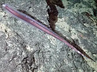 Venefica tentaculata, un Nettastomatidae