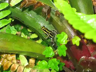 Description de l'image Ventri1.jpg.