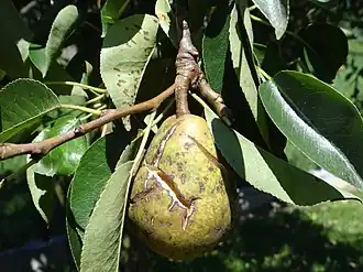 Description de cette image, également commentée ci-après