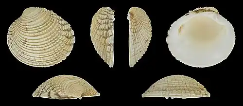 Venus verrucosa simulansValve gauche