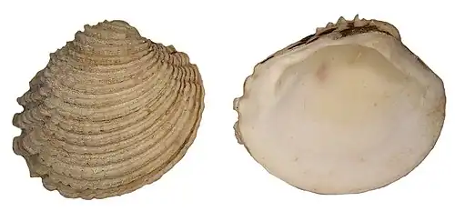 Venus verrucosa