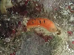 Un ver de la famille des Sabellariidae (extrémité postérieure)