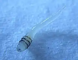 Larve d'une quinzaine de jours après extraction.