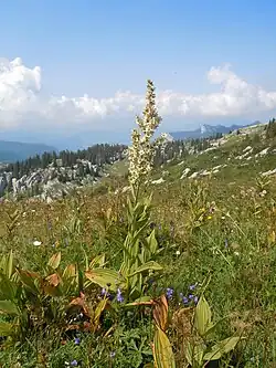 Plante à fleur avec une longue tige et des pétales blancs dans une prairie d'altitude.