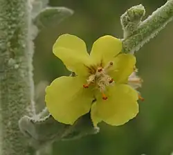 5 étamines à filet hérissées de poils blancs