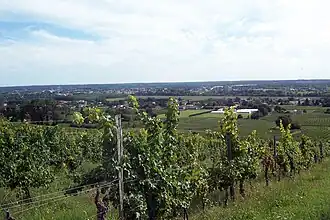 Image illustrative de l’article Cadillac-côtes-de-bordeaux