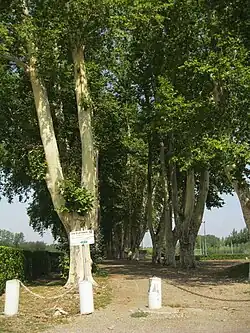 Allée des platanes à Verdun-sur-Garonne.