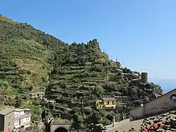 Vignes en terrasses de Vernazza