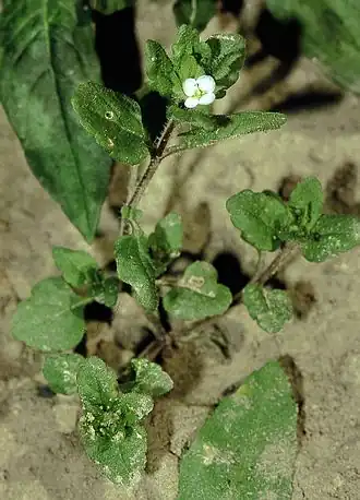 Description de l'image Veronica agrestis eF.jpg.