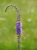 Veronica bachofenii  et son long épi floral