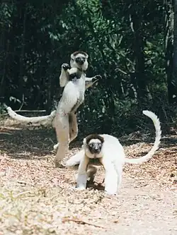 Deux sifakas de Verreaux se déplaçant sur le sol.