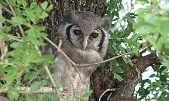 Ketupa lactea (Parc national Kruger, Afrique du Sud).
