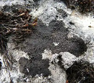 Verrucaria nigrescens