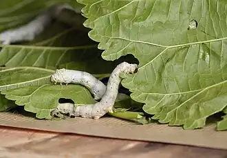 Magnan et feuilles de mûrier.