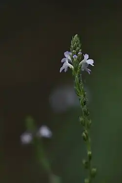 Inflorescence de verveine officinale