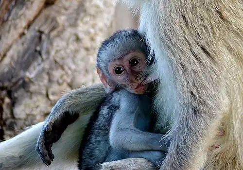 Juvénile à la tétée