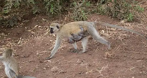 Femelle vervet avec son bébé
