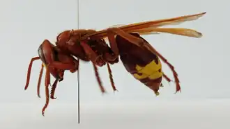 Vue latérale d'une reine.