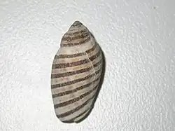 Vexilla vexillum