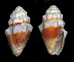 Vexillum patriarchale