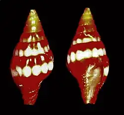 Vexillum semicostatum