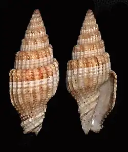 Vexillum unifasciale