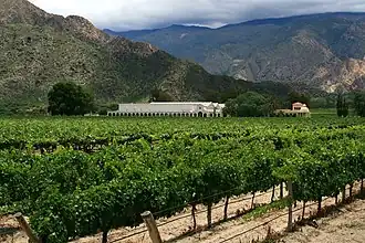 Vignoble à Cafayate