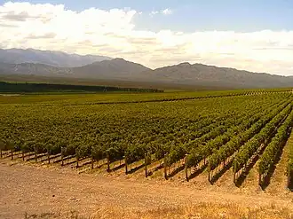 Vignoble dans la région de Pedernal (département de Sarmiento) en Argentine.