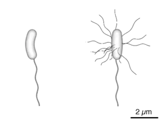 Schéma de la bactérie V. cholerae